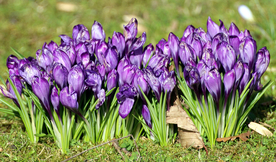 番红花藏红花图片