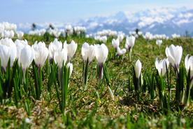 番红花藏红花图片