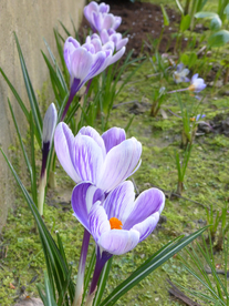 番红花藏红花图片