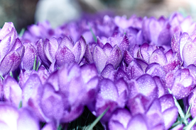 番红花藏红花图片