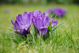 番红花藏红花图片