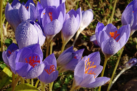 番红花藏红花图片