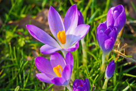 番红花藏红花图片