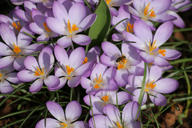 番红花藏红花图片