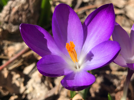 番红花藏红花图片