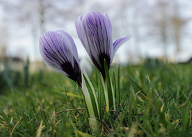 番红花藏红花图片