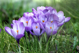 番红花藏红花图片