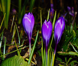 番红花藏红花图片