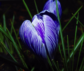 番红花藏红花图片