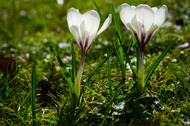 番红花藏红花图片