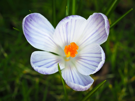 番红花藏红花图片