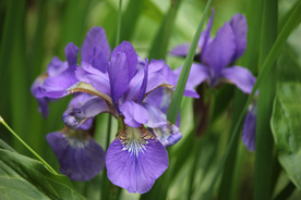 鸢尾花唯美图片