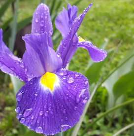 鸢尾花唯美图片