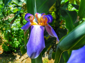 鸢尾花唯美图片
