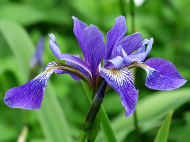 鸢尾花唯美图片