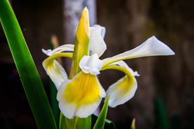 鸢尾花唯美图片