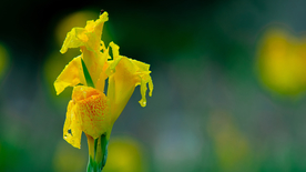 鸢尾花唯美图片