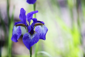 鸢尾花唯美图片