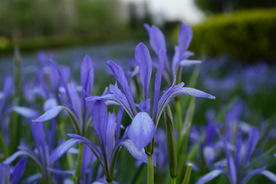 鸢尾花唯美图片