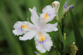 鸢尾花唯美图片