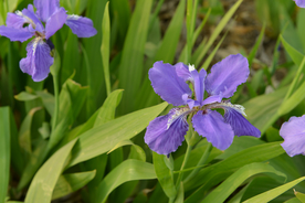 鸢尾花唯美图片