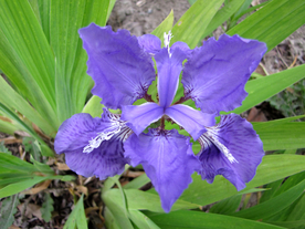 鸢尾花唯美图片