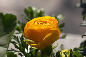 花毛茛盛开图片