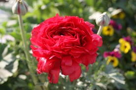 花毛茛盛开图片