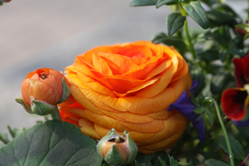 花毛茛盛开图片