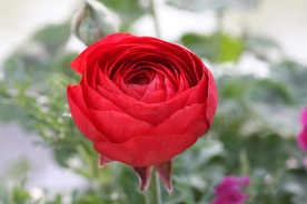 花毛茛盛开图片