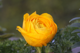 花毛茛盛开图片