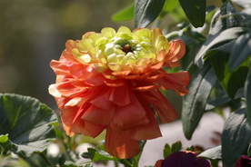 花毛茛盛开图片