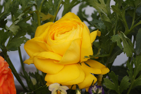 花毛茛盛开图片