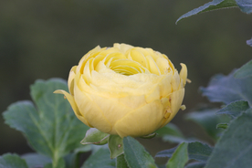 花毛茛盛开图片