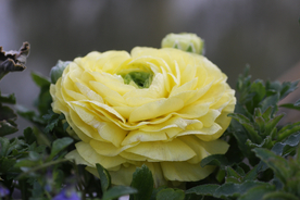 花毛茛盛开图片