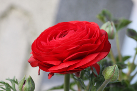 花毛茛盛开图片