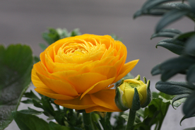 花毛茛盛开图片