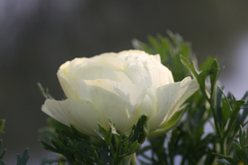 花毛茛盛开图片