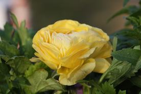 花毛茛盛开图片