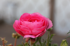 花毛茛盛开图片