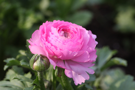 花毛茛盛开图片