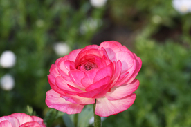 花毛茛盛开图片