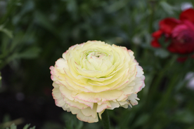 花毛茛盛开图片