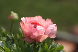 花毛茛盛开图片