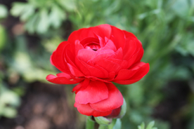 花毛茛盛开图片