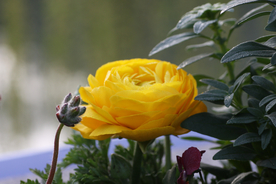 花毛茛盛开图片