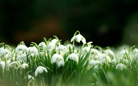 雪花莲唯美图片