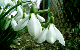 雪花莲唯美图片