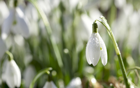 雪花莲唯美图片