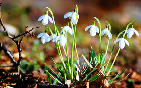 雪花莲唯美图片